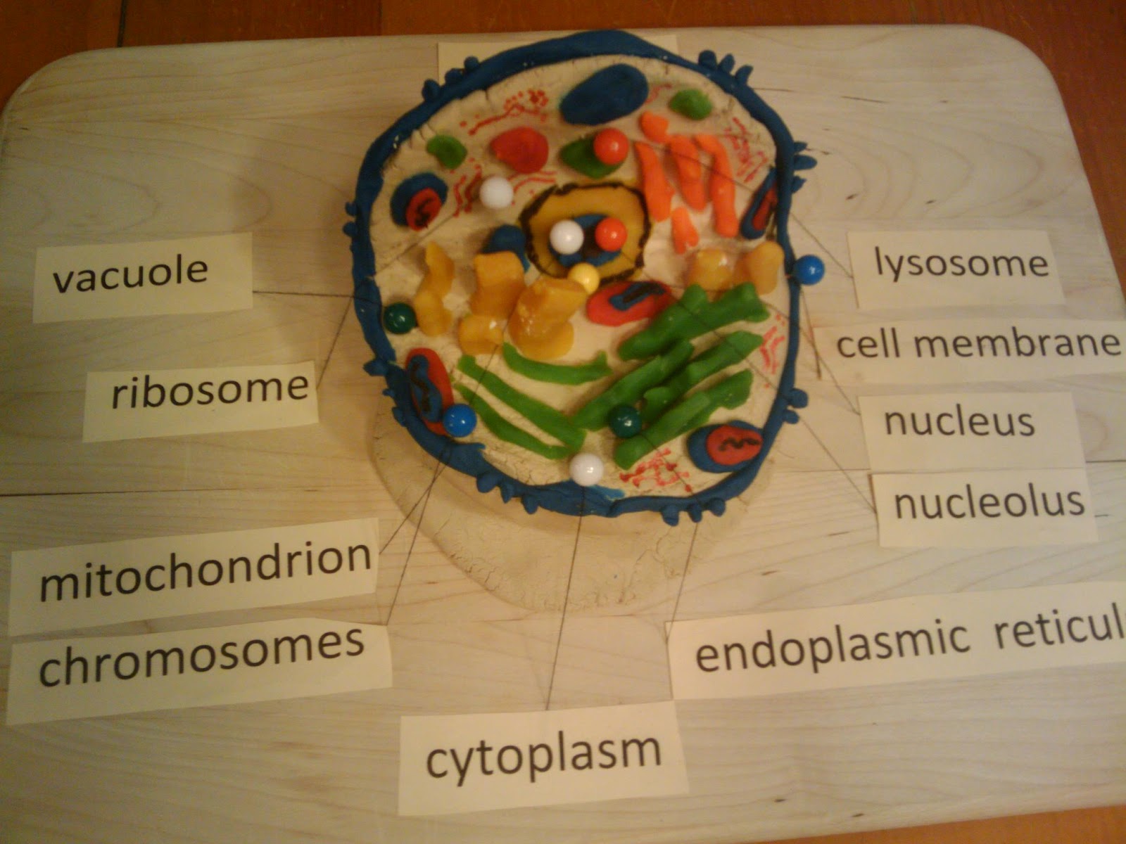 animal-cell-biology-schoolproject-in